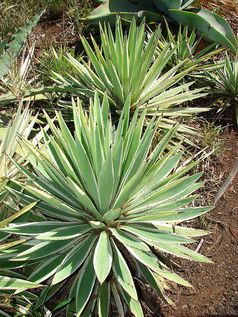 Agave angustifolia