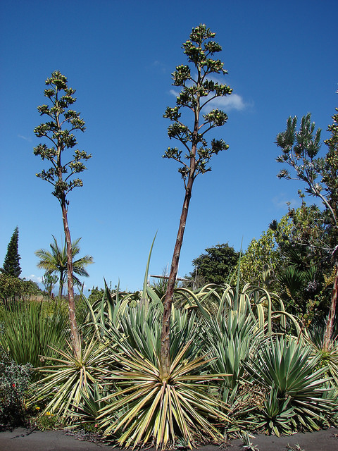 Agave angustifolia