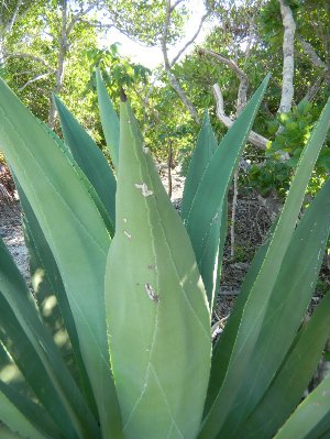 Agave bahamana