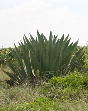 Agave bahamana