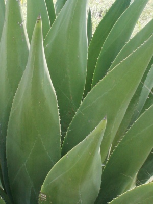 Agave bahamana