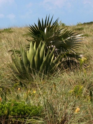 Agave bahamana