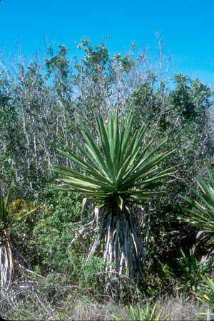 Agave decipiens