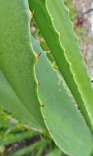 Agave decipiens