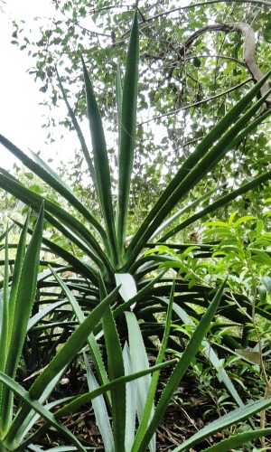 Agave decipiens