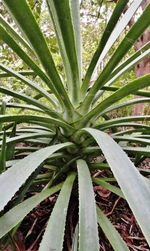 Agave decipiens