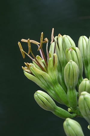 Agave decipiens