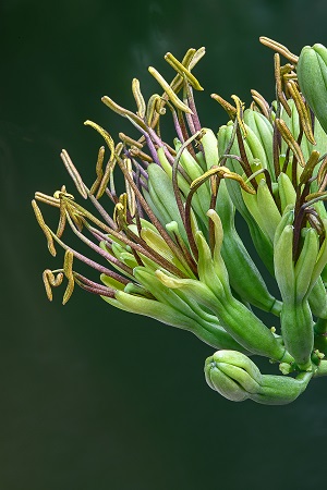 Agave decipiens