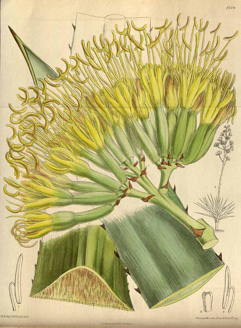 Agave fourcroydes