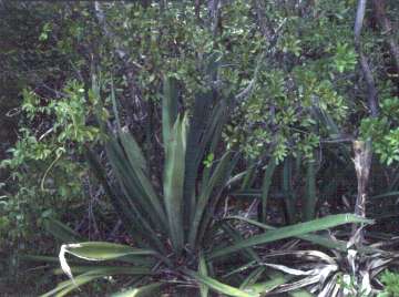 Agave sisalana