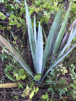 Agave sisalana