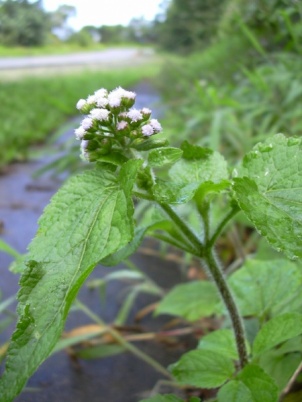 Ageratum conyzoides