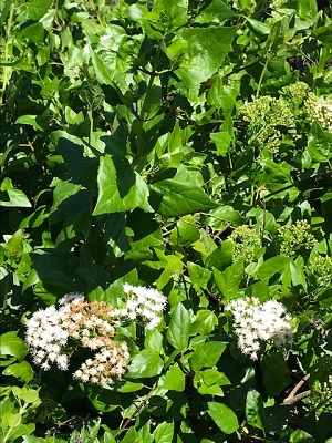 Ageratina havanensis