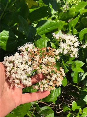 Ageratina havanensis