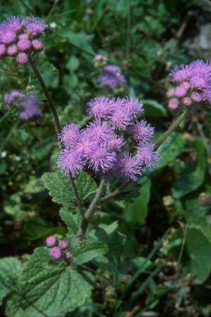 Ageratum houstonianum