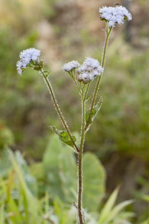 Ageratum houstonianum