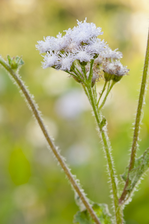 Ageratum houstonianum