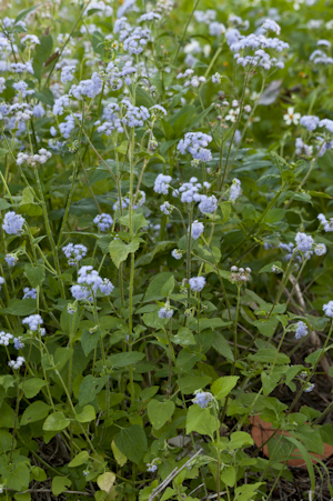 Ageratum houstonianum