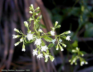 Ageratina jucunda