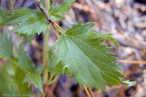 Ageratina jucunda