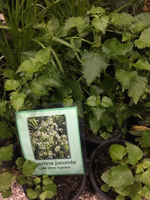 Ageratina jucunda