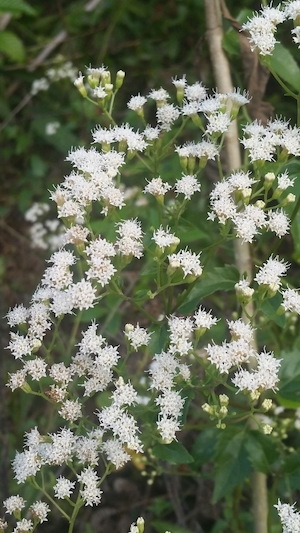 Ageratina jucunda