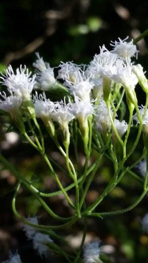 Ageratina jucunda