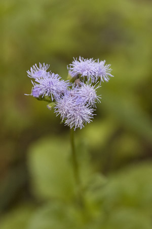 Ageratum maritimum