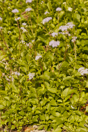 Ageratum maritimum