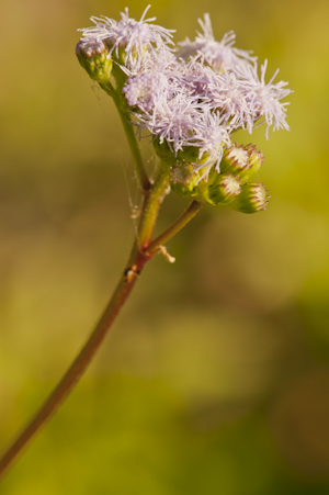 Ageratum maritimum