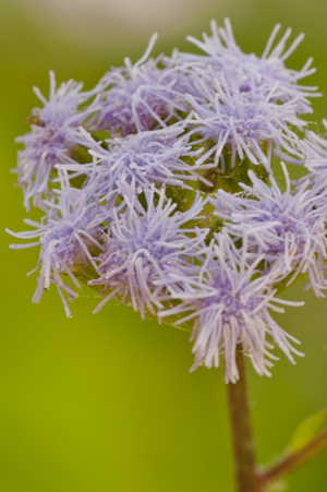 Ageratum maritimum