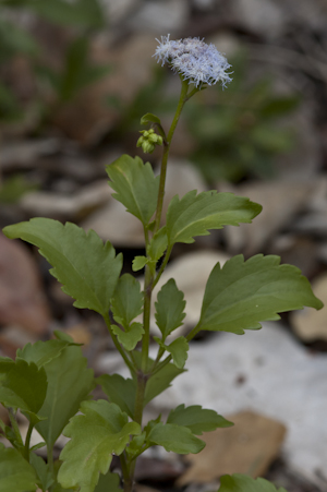 Ageratum maritimum