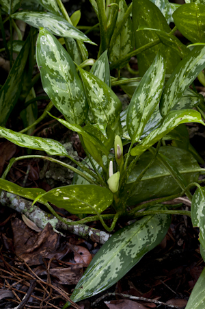 Aglaonema commutatum