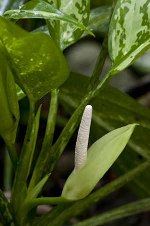 Aglaonema commutatum