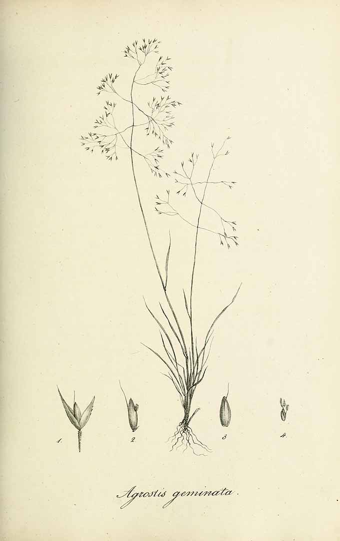 Agrostis hyemalis