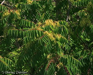 Ailanthus altissima