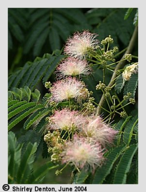 Albizia julibrissin