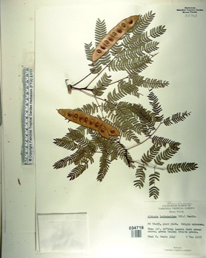 Albizia lebbekoides