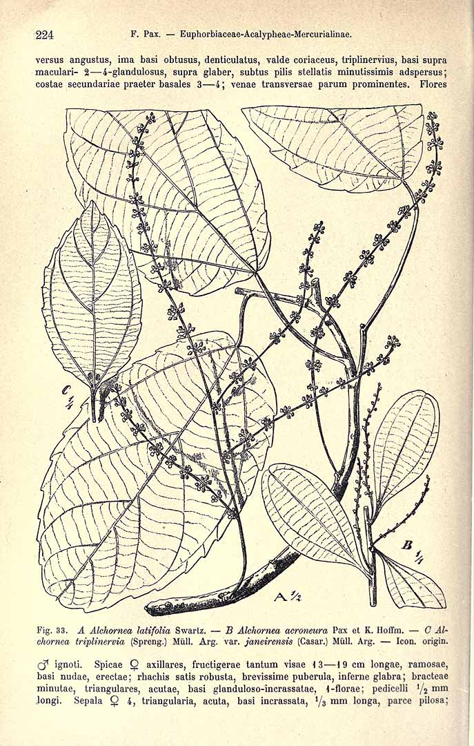 Alchornea latifolia