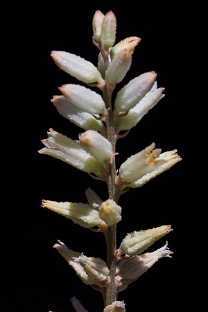 Aletris bracteata