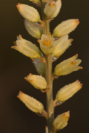 Aletris bracteata