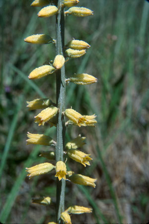 Aletris lutea