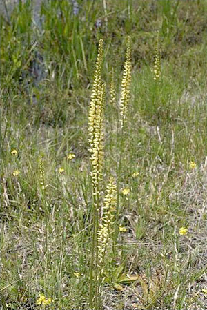 Aletris lutea