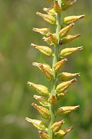 Aletris lutea