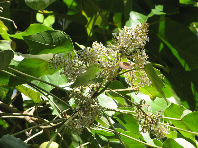 Aleurites moluccanus