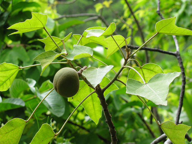 Aleurites moluccanus