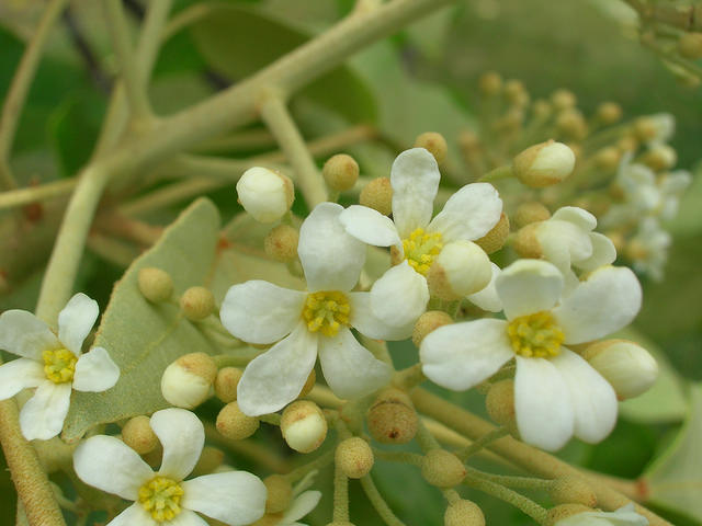 Aleurites moluccanus