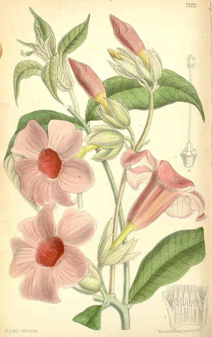 Allamanda blanchetii