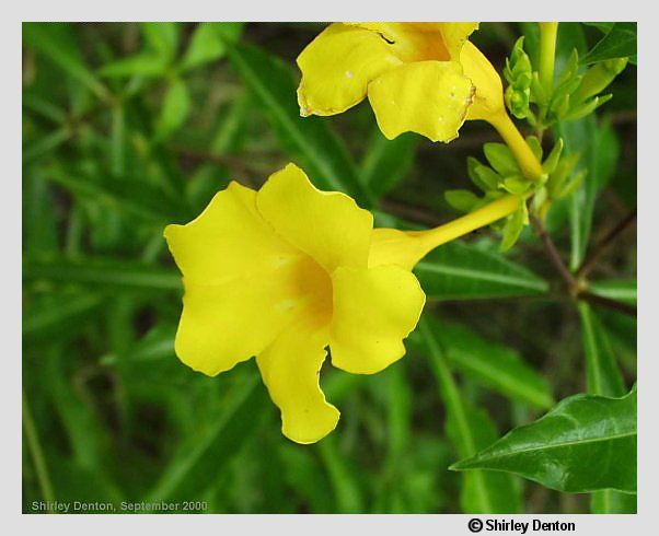 Allamanda cathartica