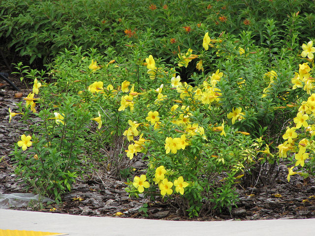 Allamanda schottii